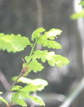 Fotografia 19 da espécie Quercus robur no Jardim Botânico UTAD