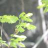 Fotografia 19 da espécie Quercus robur do Jardim Botânico UTAD