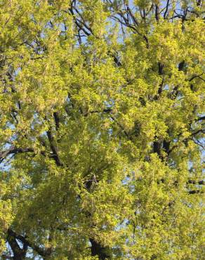 Fotografia 21 da espécie Quercus robur no Jardim Botânico UTAD