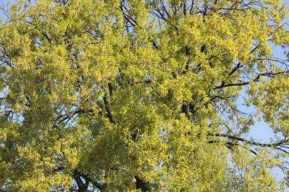 Fotografia da espécie Quercus robur