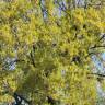 Fotografia 21 da espécie Quercus robur do Jardim Botânico UTAD