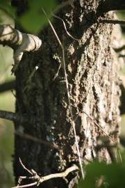 Fotografia da espécie Quercus robur