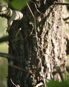 Fotografia 22 da espécie Quercus robur no Jardim Botânico UTAD