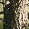 Fotografia 22 da espécie Quercus robur do Jardim Botânico UTAD