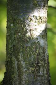 Fotografia da espécie Quercus robur
