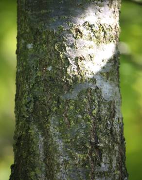 Fotografia 24 da espécie Quercus robur no Jardim Botânico UTAD