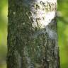 Fotografia 24 da espécie Quercus robur do Jardim Botânico UTAD