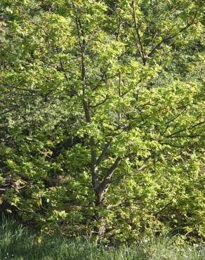 Fotografia 26 da espécie Quercus robur no Jardim Botânico UTAD