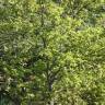 Fotografia 26 da espécie Quercus robur do Jardim Botânico UTAD