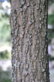 Fotografia da espécie Quercus pyrenaica