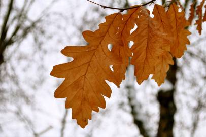 Fotografia da espécie Quercus pyrenaica