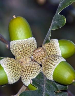 Fotografia 12 da espécie Quercus pyrenaica no Jardim Botânico UTAD