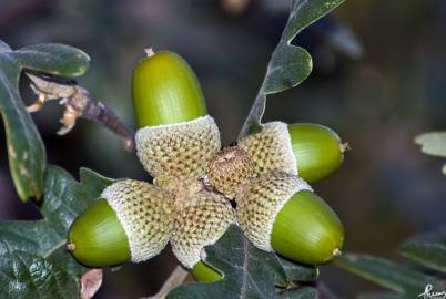 Fotografia da espécie Quercus pyrenaica