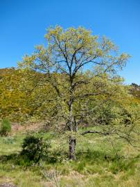 Fotografia da espécie Quercus pyrenaica