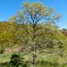 Fotografia 13 da espécie Quercus pyrenaica do Jardim Botânico UTAD