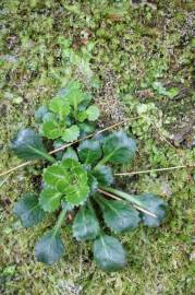 Fotografia da espécie Saxifraga spathularis