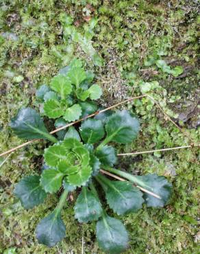 Fotografia 10 da espécie Saxifraga spathularis no Jardim Botânico UTAD