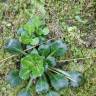 Fotografia 10 da espécie Saxifraga spathularis do Jardim Botânico UTAD