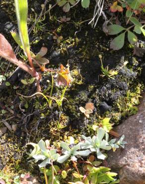 Fotografia 5 da espécie Sagina saginoides no Jardim Botânico UTAD