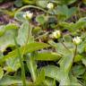 Fotografia 7 da espécie Sagina saginoides do Jardim Botânico UTAD