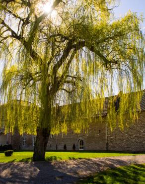 Fotografia 5 da espécie Salix babylonica no Jardim Botânico UTAD