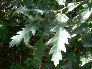 Fotografia da espécie Quercus pyrenaica