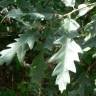 Fotografia 14 da espécie Quercus pyrenaica do Jardim Botânico UTAD