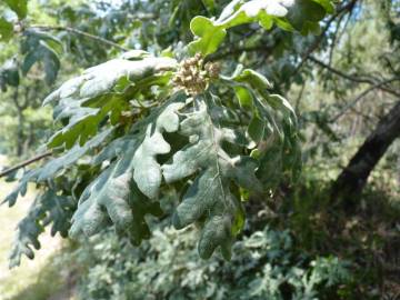 Fotografia da espécie Quercus pyrenaica