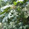 Fotografia 16 da espécie Quercus pyrenaica do Jardim Botânico UTAD