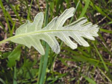 Fotografia da espécie Quercus pyrenaica