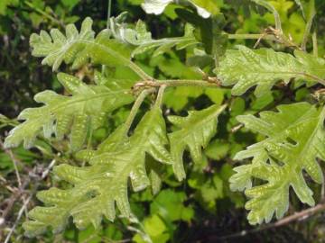 Fotografia da espécie Quercus pyrenaica