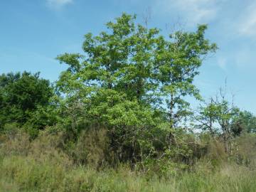 Fotografia da espécie Quercus pyrenaica