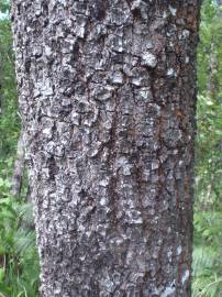 Fotografia da espécie Quercus pyrenaica