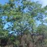 Fotografia 21 da espécie Quercus pyrenaica do Jardim Botânico UTAD