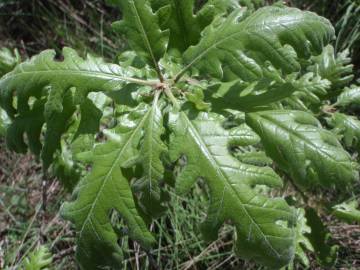 Fotografia da espécie Quercus pyrenaica