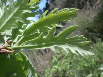 Fotografia da espécie Quercus pyrenaica