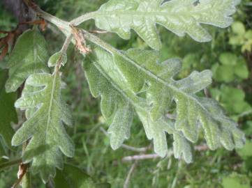 Fotografia da espécie Quercus pyrenaica
