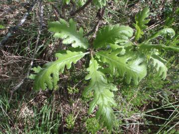 Fotografia da espécie Quercus pyrenaica