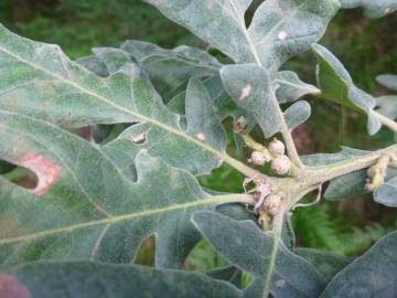 Fotografia da espécie Quercus pyrenaica