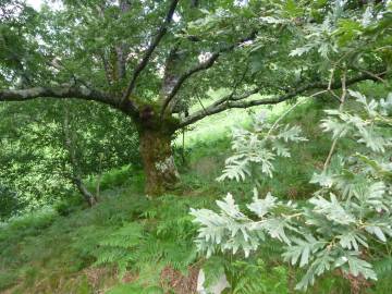 Fotografia da espécie Quercus pyrenaica