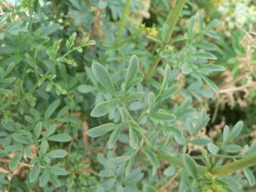 Fotografia da espécie Ruta chalepensis