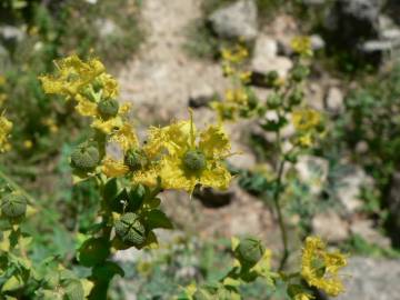 Fotografia da espécie Ruta chalepensis