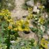 Fotografia 12 da espécie Ruta chalepensis do Jardim Botânico UTAD