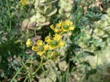 Fotografia da espécie Ruta chalepensis