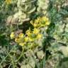 Fotografia 13 da espécie Ruta chalepensis do Jardim Botânico UTAD