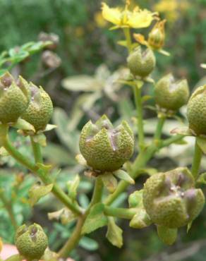 Fotografia 14 da espécie Ruta chalepensis no Jardim Botânico UTAD