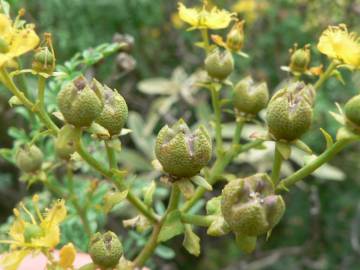 Fotografia da espécie Ruta chalepensis