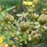 Fotografia 14 da espécie Ruta chalepensis do Jardim Botânico UTAD