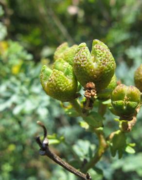 Fotografia 15 da espécie Ruta chalepensis no Jardim Botânico UTAD