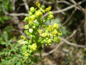 Fotografia da espécie Ruta chalepensis